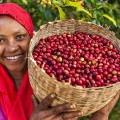 Ethiopië - Koffieplukster.jpg