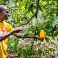 Cacaoboer Seraphin Kouamé.jpg