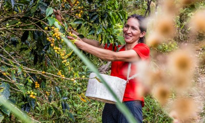 Magdalena, koffieplantage