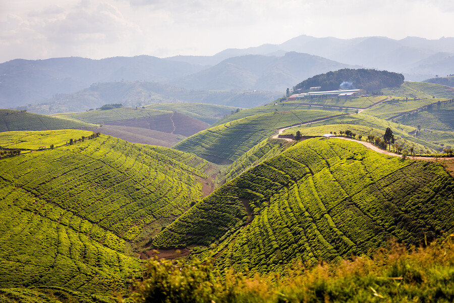 Karongi tea fields