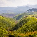 Karongi tea fields