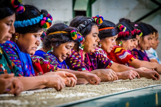 Landbouw_fairtrade_koffie_Guatemala.jpg