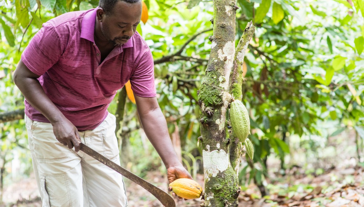 Ofori Amanfo oogst cacaovruchten.